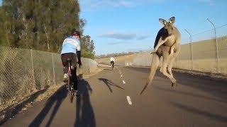 Kangaroo Launches Itself at Cyclist | When Kangaroos Attack