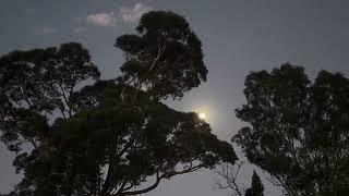 Kookaburras laughing in the gumtree laughing Sydney Australia bird wildlife native kookaburra