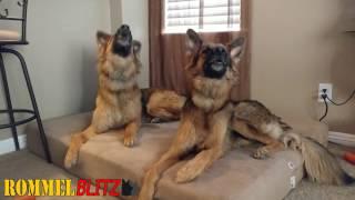 German Shepherds Howling