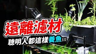 用天然省錢的方法，上部過濾效果加強2倍！At my Room! Fish Filter → Indoor Vegetables Farm Without Soil & Sun. 魚菜共生 DIY