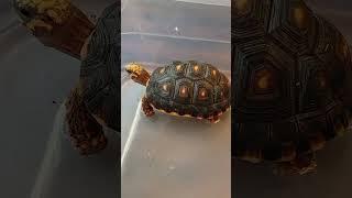 Red-Footed Tortoise Soaking #tortoise #pets