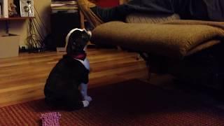 Baby Violet's Daily Temper Tantrum OEB Olde English Bulldogge