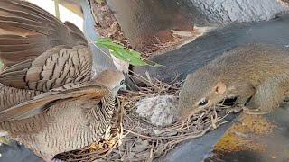 Dove birds Protect the first baby in the nest - Full Video- Baby Birds Dove 