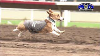 Corgi Racing With Hilarious Commentary! 