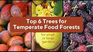 Top 6 Food Forest Trees for Temperate Zones (+ 2 bonuses at the end!)