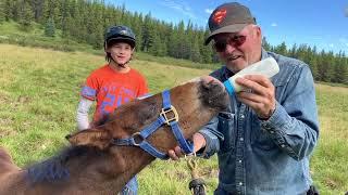 "Urgent Rescue in the Wilderness: Saving Wild Colt Hunter"