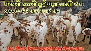 Barbari Bakri Ab Hui Maha Sasti | बरबरी बकरी गबिन अब 6000/- मे | All Over India Transport Available