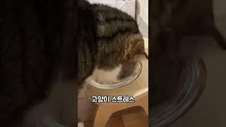 고양이 음수량 3배늘리는 방법