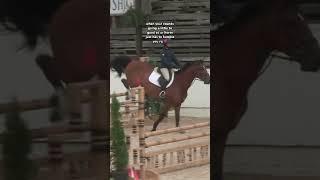 major slay from leo there #horse #equitation #equestrian #showjumping #horseshows #horsegirls