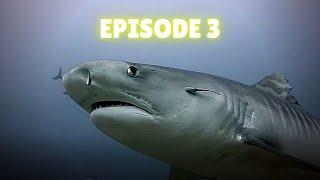 Chased By 200 Sharks | Deep Blue Discovery | Episode 3