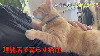 理髪店で暮らす猫達（クーちゃんが虹の橋を渡って2週間が過ぎました）お悔やみのメッセージや励ましのコメントありがとうございます。