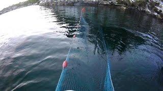 Trying for herring with fishing net in Norway