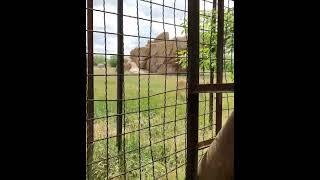 Олег ЗУБКОВ показывает молодому льву, кто ХОЗЯИН крымской САВАННЫ! Парк львов Тайган #тайган