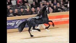 Julius 486 @stallion inspection 2019. Friesian horse.