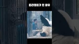 판다가 따라쟁이가 된 이유