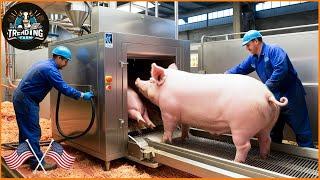 Shocking ! How U.S. Farmers Use Cutting-Edge Technology to Process Pigs | Processing Factory