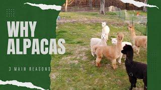 Why should you get Alpacas!?