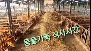 임실농사꾼네 동물가족 식사 시간입니다^^