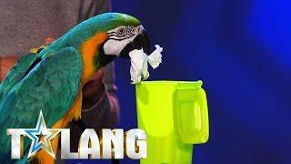 Parrotshow making the jury confused in Sweden's Got Talent - Talang 2017