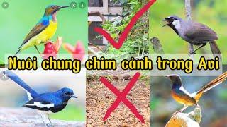 Hướng Dẫn ghép những dòng Chim khác nhau nuôi chung trong 1 Aviary || Đạt Bird TV