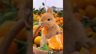 The little rabbit is surrounded by oranges. Cute pet debut plan. Rabbit. Pastoral cute pet.