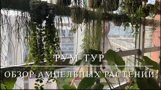 [ОБЗОР] Ампельные (Вьющиеся) Растения У Меня Дома  Тропические Кактусы, Эпифиты, Суккуленты 