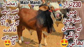 Malir Mandi Karachi Cattle Latest Rates Update 24 Dec 2024 | Malir Mandi Update | Cow Mandi 2025