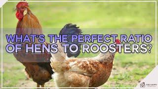 What’s the Perfect Ratio of Hens to Roosters