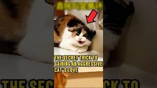 Secret Trick to Gain an Aggressive Cat's Trust