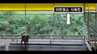 흑염소 사육정보 / 독특한 어린 염소 사육칸