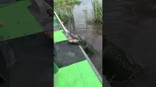 Gator Tour Guide Feeds Alligator During Tour