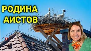 Винная дорога Эльзас| где провести выходной гурмана