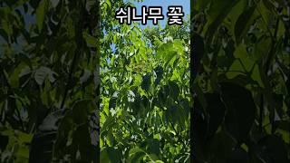 플리페놀과 플라보노이드가 많아 세포노화방지와 면역력에 좋은 쉬나무 꽃이 핍니다