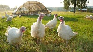 Raising 1,500 Turkeys on Pasture [COMPLETE GUIDE]