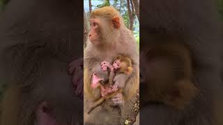 Cute baby monkey, funny monkey, Chinese monkey SY34