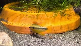 Apistogramma mendezi samica WF z narybkiem