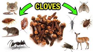 How To Get Rid of Pests with Cloves & Clove oil - ANTS, FLIES, MICE, SILVERFISH, BEDBUGS, MOTHS, etc