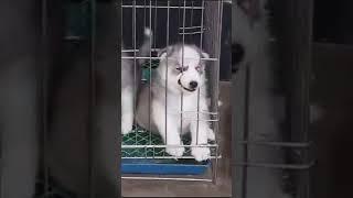 Husky puppy available in jaigoan dog kennel #jaigaon #kalimpong #bhutan