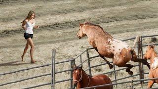 Animals Reunited With Owners After Years !