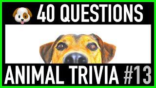 ANIMAL TRIVIA QUIZ #13 - 40 Dog Trivia Questions and Answers | Dogs Pub Quiz