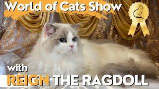 Ragdoll Cat Goes to the World of Cats Show