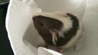 Guinea Pig Just Had A Baby!!!