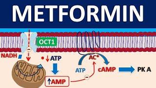 Metformin - Mechanism, precautions, side effects & uses