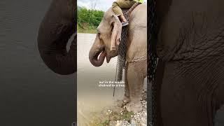 Elephant Chained For 31 Years Realizes She's Free | The Dodo