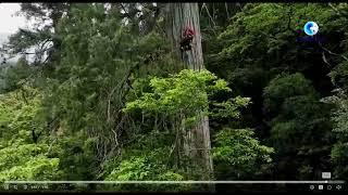 Second Tallest Tree On Earth Discovered