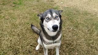 Life with a pet Bison and WolfDogs