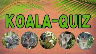 Koala-QuizTeste dein Wissen