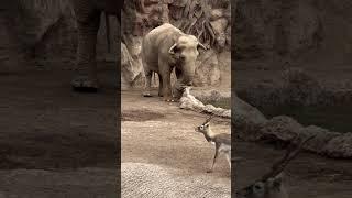 Elephant Saves Drowning Gazelle  
