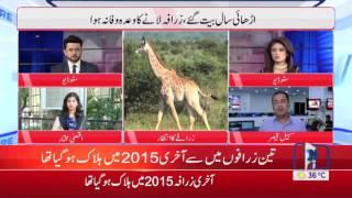 Spectators still waiting to welcome new Giraffe in Lahore Zoo for 2.5 years