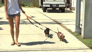 Local Invention: Double Doggie